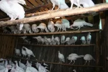 Вміст дорослих цесарок - Розведення цесарок - Птахівництво розведення