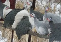 Вміст дорослих цесарок - Розведення цесарок - Птахівництво цесарок