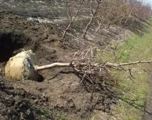 Сорта персика для середньої смуги України, Підмосков’я, Криму персика