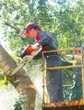 Спил, валка, видалення дерев у Запоріжжі валка