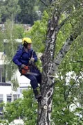 Спил, валка, видалення дерев у Запоріжжі валка