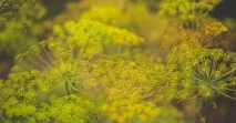 Порадигородникам з вирощування кропу порадигородникам