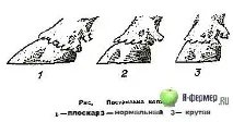 Поради покупцю корови Page 2 покупцю