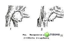 Поради покупцю корови Page 2 корови