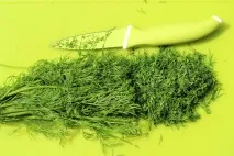 Порадигородникам з вирощування кропу вирощування