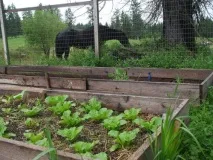 Специфіка вирощування пекінської капусти методи посадки у відкритий грунт Садівництво капусти