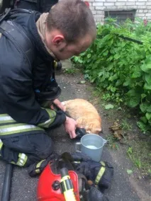 котофеїча