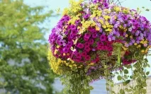 Як самому виростити петунію петунії
