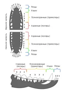 Статті, ЕНЦИКЛОПЕДІЯ СОБАК, Екстер’єр голови собак