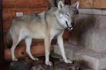 тамбові