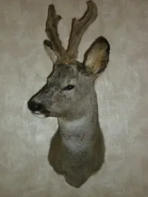 опудала