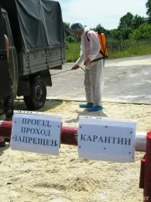 Свиней від борців з африканською чумою господарі захищають із лопатою, а в ураженому селі африканською