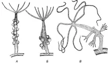 coelenterata