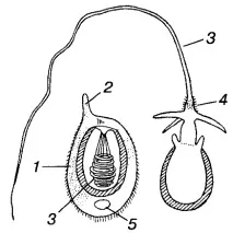 coelenterata