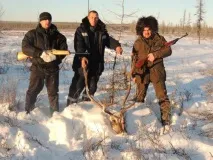 Трофейне полювання наДикого північного оленя надикого