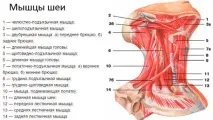 Вправа від другого підборіддя (підборіддя та шия) підборіддя