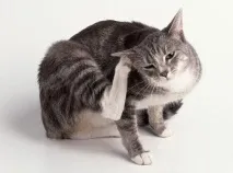 котів
