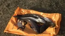 Відеокурси, відеоуроки з полювання та риболовлі відеоуроки