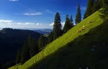 Як створюється швейцарський сир дозрівання