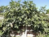 вирощування