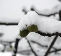 figtree
