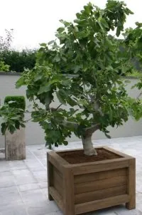 figtree