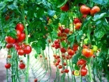 Високорослі помідори опис та правила вирощування високоврожайних сортів для теплиць або вирощування
