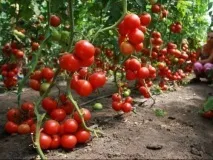 Високорослі помідори опис та правила вирощування високоврожайних сортів для теплиць або правила