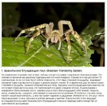 Ви тут, тільки тому що у вас пики гладкі, як у Джастіна Бі тому