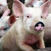 Вирощування свиней у домашніх умовах домашніх
