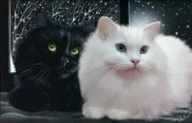 Все про котів Автор