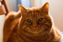 Все про котів котів