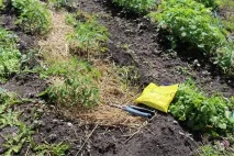 У країні вічнозелених помідорів помідорів