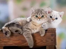 Все про котів FHV-1