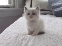 Все про котів Поділитися