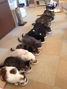 Все про котів візит