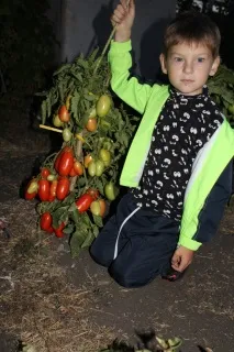 У країні вічнозелених помідорів вічнозелених