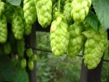 хміль