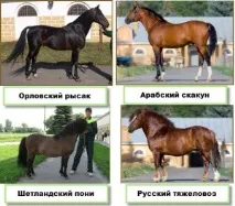 кінь