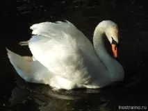 Замок у Равадіновому Георгі