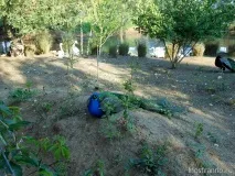 Замок у Равадіновому равадіновому