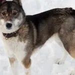 який
