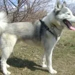 лайка