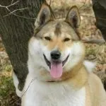 який