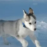 лайка