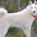 лайка