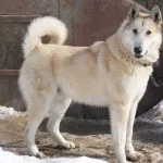 який