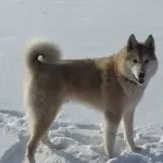 який