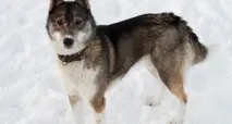 лайка