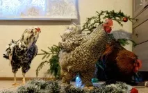 Житель Ленобласті зумів подружити півнів екзотичних порід екзотичних